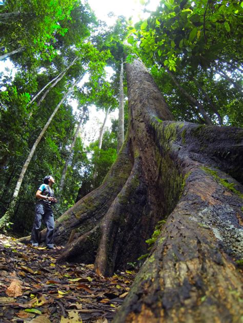 Tallest Trees Shorea Johorensis Arbor Operations
