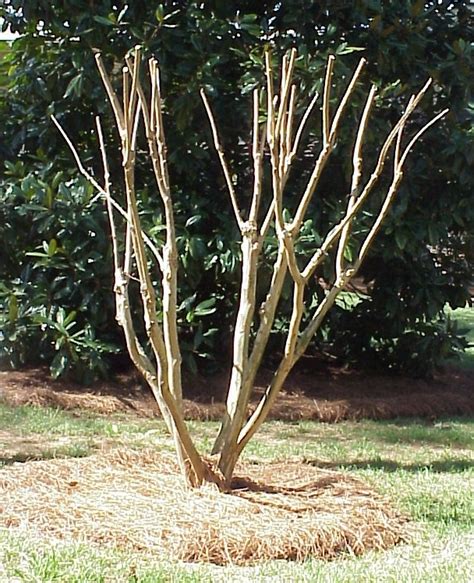Crapemyrtle Best To Selectively Prune Walter Reeves The Georgia