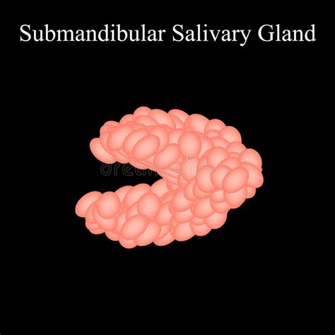 Submandibular Salivary Gland The Structure Of The Submandibular