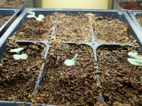 You Cant Eat A Lawn Broccoli First Seedlings Of 2013