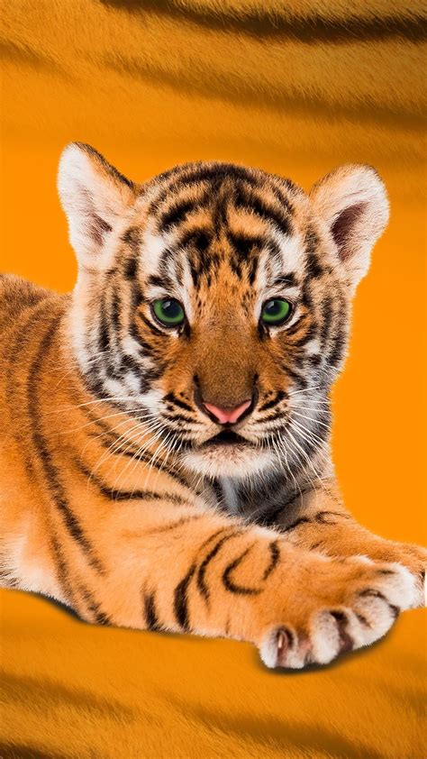 Tiger Pictures Baby Animals Pictures Cute Animal Photos Animals And