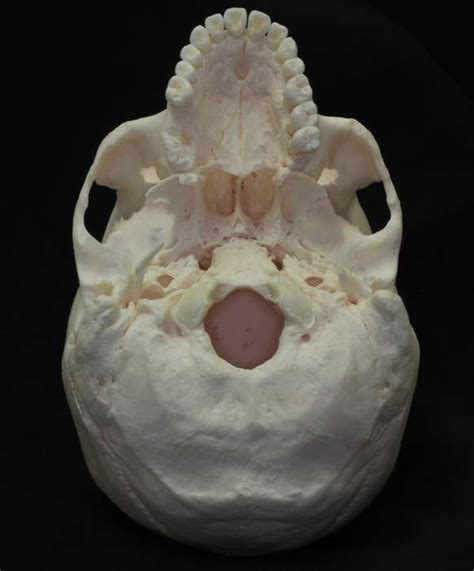 Maybe you would like to learn more about one of these? Inferior View of the Base of the Skull | Neuroanatomy ...