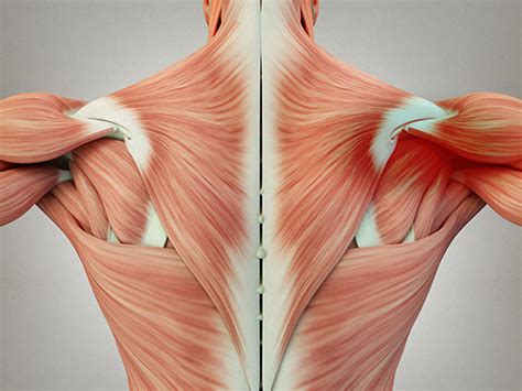 The upper back is a complex area containing a number of muscles that perform various actions on the scapulae (shoulder blades) and humerus. Areas Of The Back Muscles - Human Muscle System Functions ...