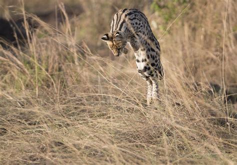 The Serval Is Capable Of Jumping 12 Feet Into The Air And Servals Can