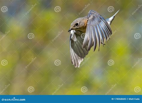 Eastern Bluebird In Flight Stock Image Image Of Beautiful 178068685