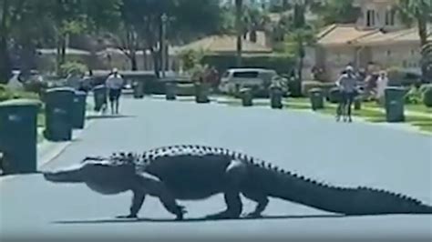 Massive 10 Foot Long Alligator Casually Strolls Through Florida Community
