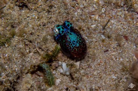 Bobtail Squid Facts And Photographs Seaunseen
