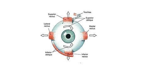 Intramuscular And Extraocular Muscles Quiz Trivia And Questions