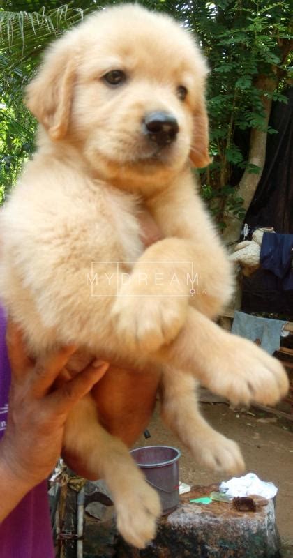 All puppies are kclub registered, microchipped, vet checked, vaccinated, socialised. Animals Golden Retriever Puppies Peradeniya Mydream.lk