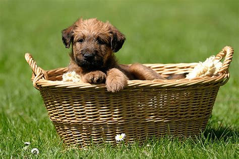 Wir kommen super klar und das mit dem stubenrein werden klappt auch schon ganz gut (tagsüber passiert nie etwas). Hundezubehör - Alles was Sie brauchen