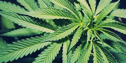 Weed Marijuana Landscape Wallpapers Nature Drugs Cannabis