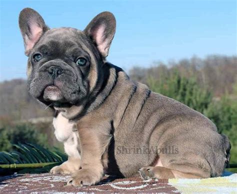 This characteristic makes the price of bulldog puppies always quite high. Once In A Blue Moon Bulldog Price | Top Dog Information