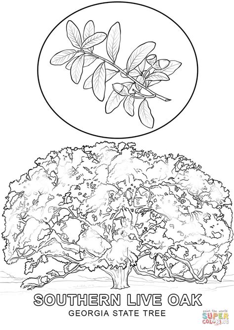 State crop georgia produces what percentage of the nation's supply? Georgia State Tree coloring page | Free Printable Coloring ...