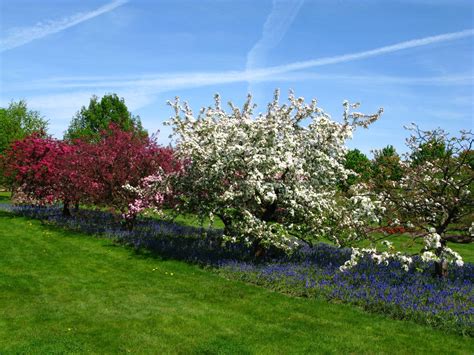 Give your fruit trees the best chance for success by following these planting recommendations. Apple Companion Plants - What Are Good Companions For ...