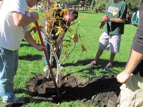 Check spelling or type a new query. How to Plant a Tree | Old Farmer's Almanac