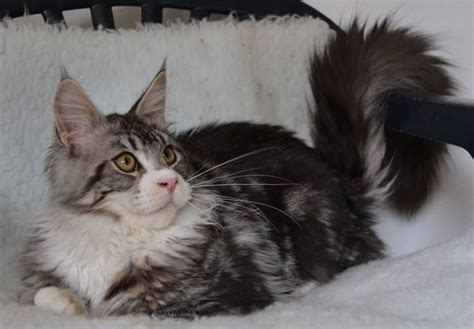Get a ragdoll, bengal, siamese and.gorgeous, lovely & playful purebred maine coon kittens available for sale! Maine Coon Mix Kittens For Sale In Michigan