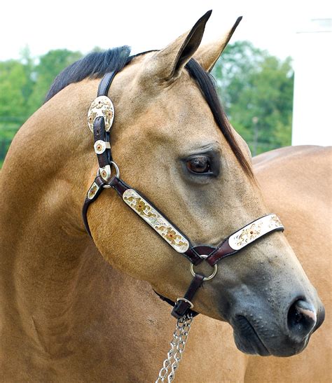 The same is true of palomino horses. buckskin horse head (1 of 1) | j. rudy mullis | Flickr