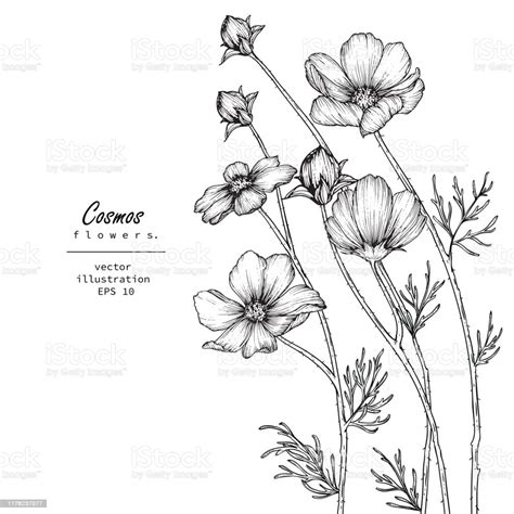 Pin by inbalfriedman on tattoos minimal drawings simple. Cosmos Flower Drawings Stock Illustration - Download Image ...