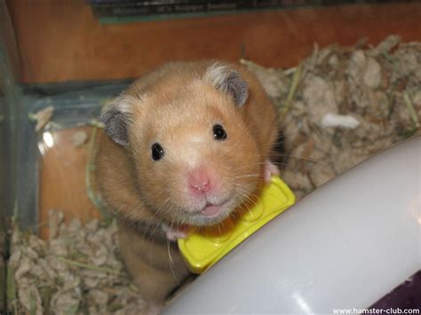 Smiling Hamsters That Will Make You Grin Or Melt Your Heart Hamster