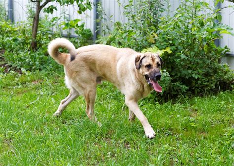Spanish articles are pretty powerful little words! Spanish Mastiff Breed Information, Characteristics & Heath ...