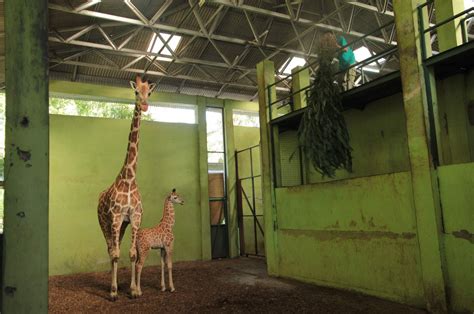 Bali zoo welcomes newborn baby giraffe named Corona | Daily Sabah
