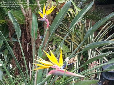 Plantfiles Pictures Bird Of Paradise Crane Flower Mandelas Gold