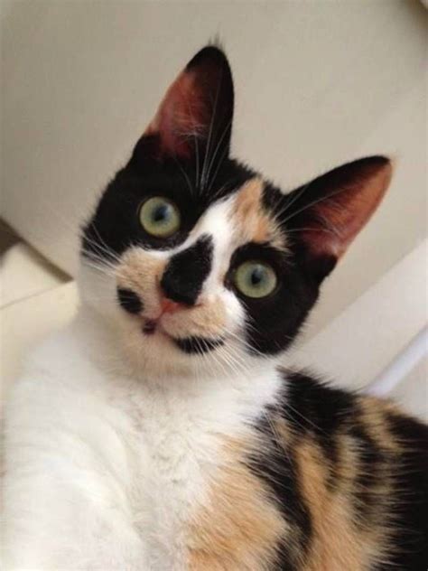 35 Cats With Totally Cool Markings This Way Come Pretty Cats Cute
