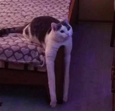 Cursed One Leg Cat Meme