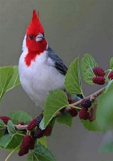 Chamarichobdee 74ceff6b903445b In 2020 Beautiful Birds Colorful