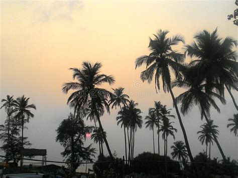 Very Beautiful Sunset Over The Indian Ocean With Palm Trees In Goa