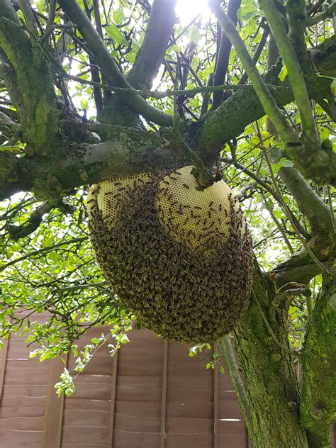 Uk A Honey Bee Hive Settled In My Back Garden Any Suggestions On How