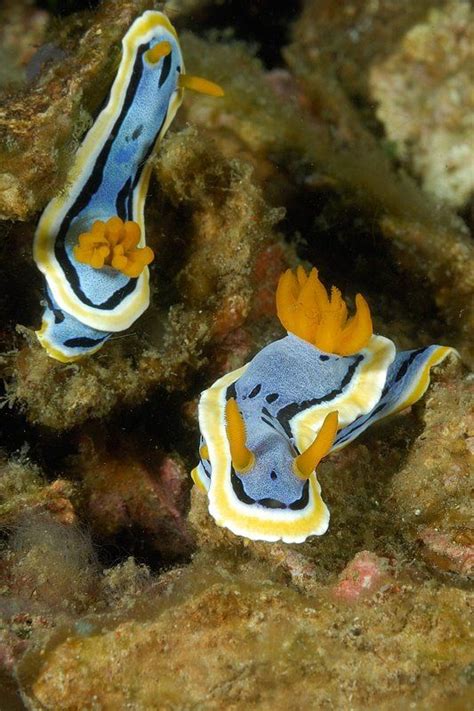 Sebanyak enam spesies hewan baru diidentifikasi berada di ceruk laut dalam di bawah samudera hindia. We Love Enviroment: HIDUPAN LAUT