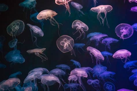 10 Types Of Jellyfish In Florida And Which To Avoid Pro Adventure Guide