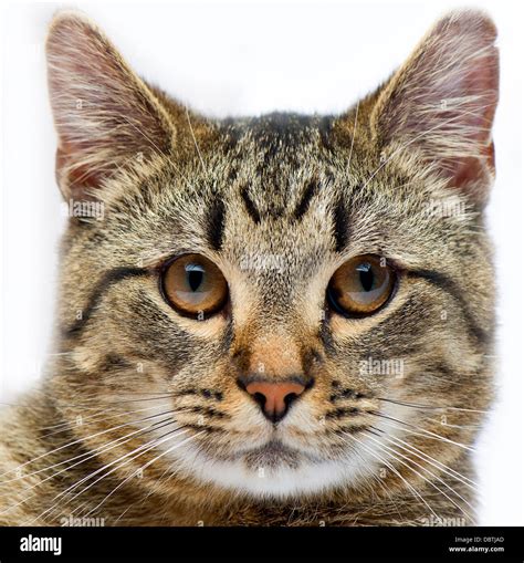 Cat Face Closeup High Resolution Stock Photography And Images Alamy