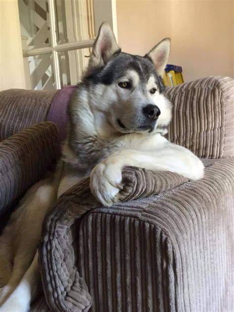 Kumpulan Gambar Lucu Banget yang Bikin Sakit Perut | KepoGaul