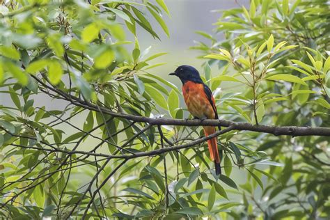 As The Crow Flies A Hong Kong Birding Blog Shaking Off The Rust