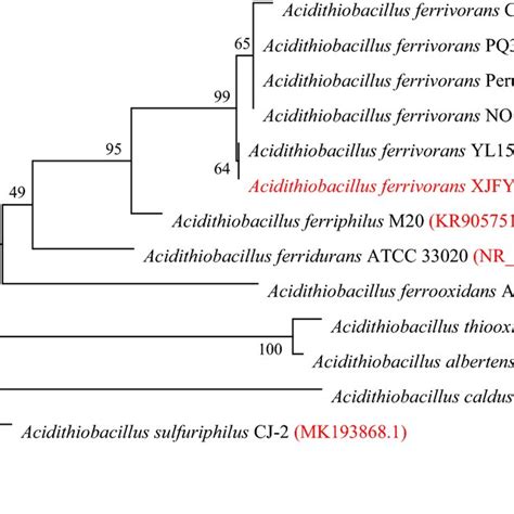 Phylogenetic Tree Of Acidithiobacillus Ferrivorans Xjfy6s 08 With Other