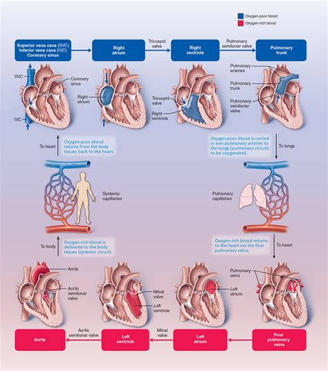 Simple Heart Blood Flow Diagram Quicknibht