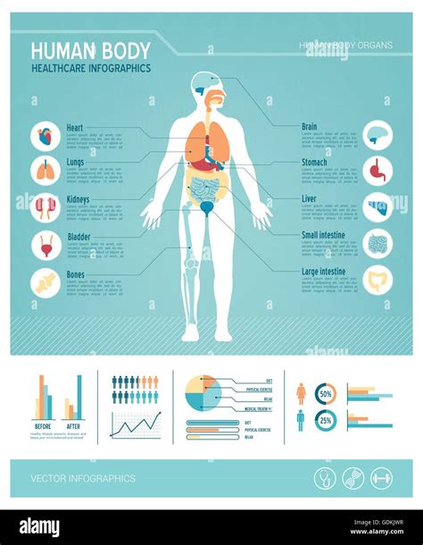Human Body Health Care Infographics With Medical Icons Organs Charts