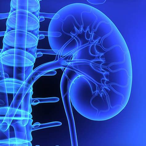 Kidney Pictures Images And Stock Photos Istock