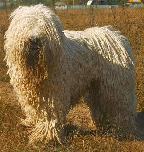 10 Most Funny Looking Dog Breeds