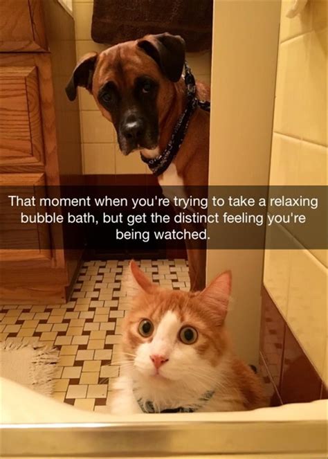 19 Hilarious Cat Memes That Are Impawsible Not To Laugh At Page 2 Of 2
