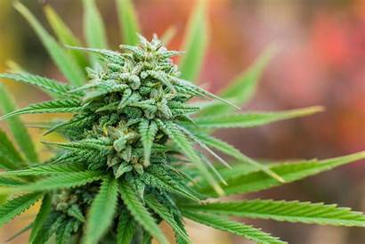Weed Cannabis Marijuana Seeds Seed Banks Drugs