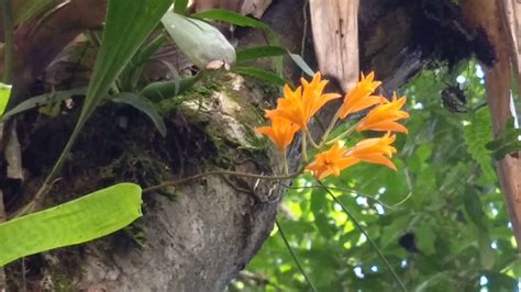 Orquídeas no habitat uma grande variedade de plantas lindas YouTube