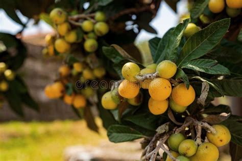 Fruit Tree In Southern Italy Yellow Fruits Of Medlar Stock Photo