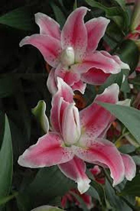 2 Double Oriental Lily Bulb Sweet Rosy 1618cm Etsy