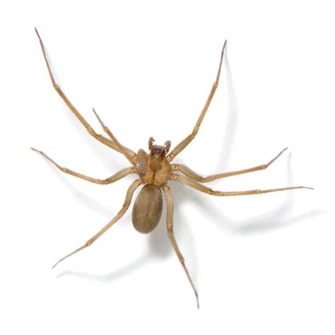 Spider Identification And Control Tips Brown Recluse Spider Brown