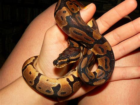 Pet Snakes - What to Know Before Getting One - Pets Cute ...
