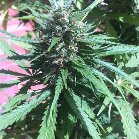 Dinafem White Widow Xxl Auto Grow Journal By Plantitaspm Growdiaries