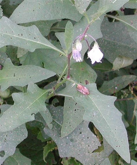 Horse Nettle Solanum Carolinense 01a Wild Flowers Of Sleepy